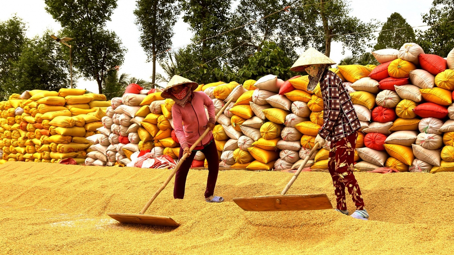 Đào tạo, chuyển đổi nghề cho 1,6 triệu lao động nông thôn ĐBSCL