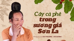 Cây cà phê trong sương giá Sơn La