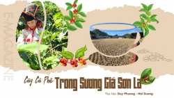 Cây cà phê trong sương giá Sơn La