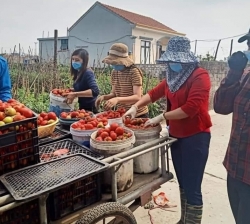 Hải Dương: Công nhân lao động làm công việc “không chuyên” trong ngày dịch bệnh