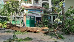 Phận cây, mạng người