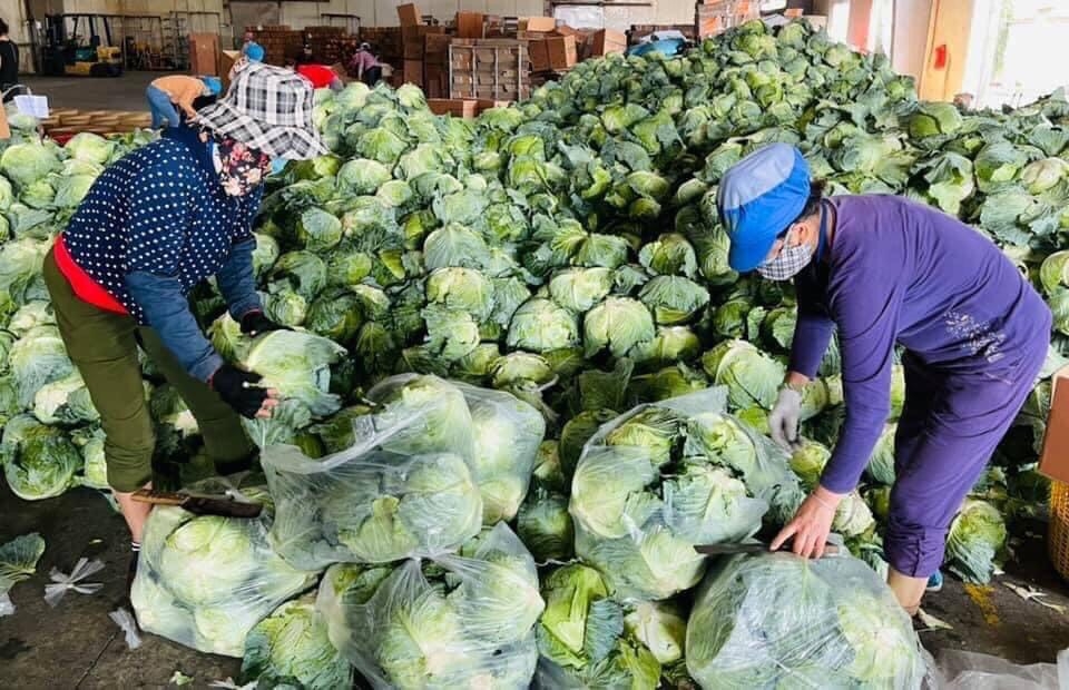 Nam Định giải cứu hàng chục tấn nông sản cho bà con Hải Dương