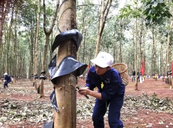 Xây dựng hệ thống quản lý an toàn, vệ sinh lao động cho ngành chế biển mủ cao su