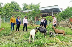 Nghệ An thực hiện hiệu quả nguồn vốn chính sách, góp phần giảm nghèo