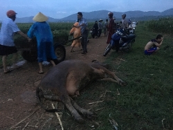 nghe an sap tuong nha may gach tuynel cuong thinh 4 pham nhan trong thuong