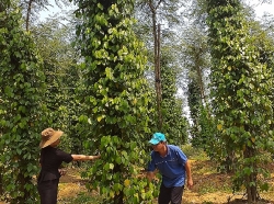 Quỹ Trợ vốn công nhân lao động nghèo đồng hành cùng đoàn viên công đoàn