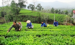 Thêm lựa chọn cho người lao động từ gói BHXH tự nguyện ngắn hạn